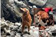 Kahramanmaraş depreminde 18 kişinin hayatını kurtaran kahraman köpek Killian yaşamını yitirdi
