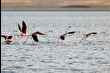 Flamingoların Van Gölü dansı