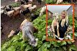 Pınar Sabancı ve eşi İlhan Sabancı, Karadeniz yaylalarına çıktı