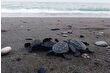 İztuzu sahilinde 30 bin yavru caretta caretta mavi sularla buluştu