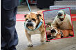Lewis Hamilton, uzun yıllardır yanında olan köpeği Roscoe’nun ölümünü sosyal medyadan duyurdu