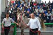TİGEM'in açık artırmasında şampiyon adayı Arap tayı Torlak 5 milyon 250 bin TL'ye satıldı