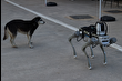 Milli robot köpek 2026 başında göreve hazır olacak