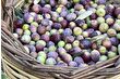 Türkiye'de 2 milyon 450 bin ton zeytin rekoltesi bekleniyor