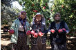 Türkiye'deki narın dörtte birinin üretildiği Antalya ihracatta ilk sırada