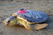 Caretta caretta 'Tuba' Bodrum'u çok sevdi