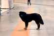 İstanbul'da sahipsiz köpeğin ısırdığı İrlandalı turist, kamu kurumlarına açtığı davadan 256 bin 713 lira tazminat kazandı