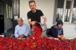Türkiye kirazda rekor ihracata hazırlanıyor