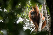 Şiddetli yağışlar Tapanuli orangutanlarının yüzde 7'sini yok etti