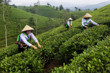 Vietnam'ın saklı cenneti: Long Coc çay tepeleri