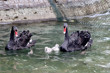 Kuğulu Park'ta yavru heyecanı