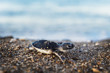 Caretta caretta yavruları denizle buluşuyor