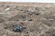 Antalya’da 200 bin caretta caretta yavrusu denize ulaştı