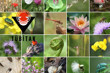TÜBİTAK biyoçeşitlilik projelerine 175 bin euroya kadar destek verecek
