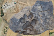 4 bin yıllık pati izleri Tavşanlı Höyük kazılarında bulundu