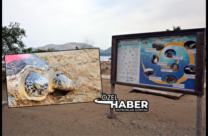 Caretta Esin'e hayat veren dokunuş