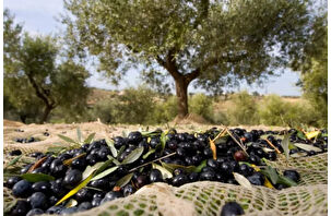 Zeytin tasarısı kabul edildi