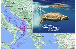 Caretta Tuba'nın 25 bin km'lik 'aşk' rotası
