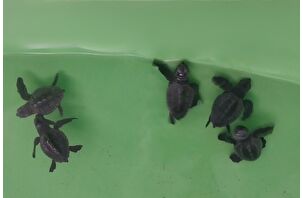 İztuzu Sahili'nde 350 caretta caretta yavrusu denizle buluştu
