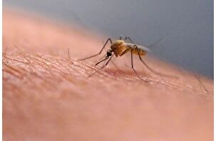 Çin'de yeni tehlike: Chikungunya virüsü