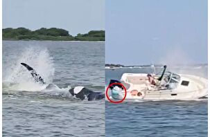 New Jersey'deki Barnegat Körfezi'nde balina tekneye çarparak bir kadını suya düşürdü