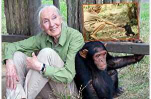 Dünyaca ünlü primatolog Godall hayatını kaybetti