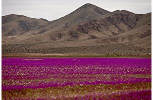 Dünyanın en kurak çölü olan Atacama Çölü'nde çiçek açtı
