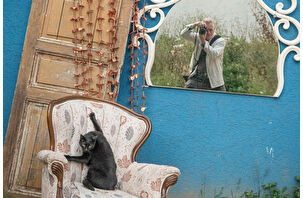 Ünlü fotoğrafçının gözünden İstanbul'un kedileri
