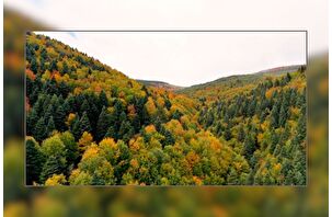 Alaçam'da sonbahar renkleri güzel görüntüler oluşturdu