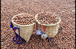 Nutella Türk fındığını bıraktı, Şili ve ABD'ye yöneldi