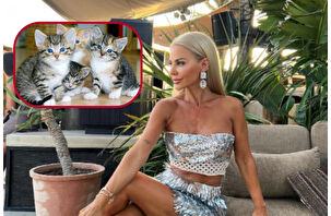 Lüks sitede kedi skandalı