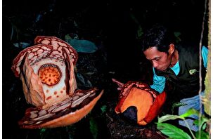 Dünyanın en nadir çiçeği olarak nitelendirilen 'Rafflesia hasseltii'nin keşfi, çiçek avcısını ağlattı
