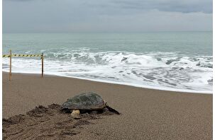 Yaralı Caretta caretta tedavisinin ardından denize bırakıldı