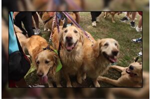 Buenos Aires’te yüzlerce Golden retriever cinsi köpek, rekor için bir araya getirildi