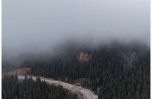 Ilgaz'da sis çam ağaçlarıyla bütünleşti