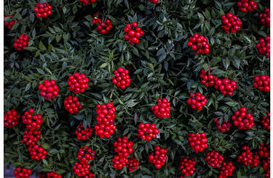 50 milyon TL’lik kokina bereketi