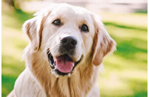 Köpek Poni’nin velayeti mahkemece belirlendi