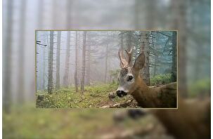 Ormanda telaşlı bir gün