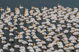 Ak pelikanlar Çavuşçu Gölü’nde mola verdi