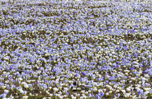 Baharın müjdecisi kar çiçekleri açtı
