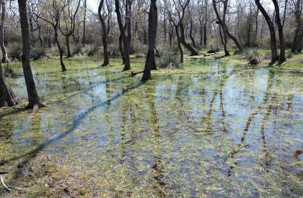 UNESCO listesindeki Kızılırmak Deltası'nda doğa canlanıyor