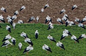 Leyleklerin bahar göçündeki molası güzel görüntüler oluşturdu