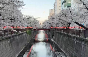 Japonya'da sakuralar fenerlerle süslendi