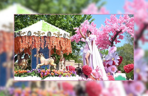 ABD’de renkli görüntülerle 'Kiraz Çiçeği Festivali'