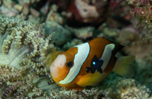 Sipadan Adası'nın zengin su altı yaşamı