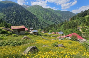 Kaçkar Dağları'nın etekleri sarı çiçeklerle renklendi