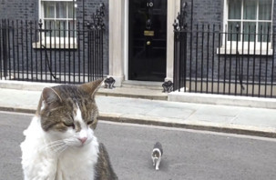 6 başbakan eskiten kedi Larry, 10 Numara'nın önünde gezindi