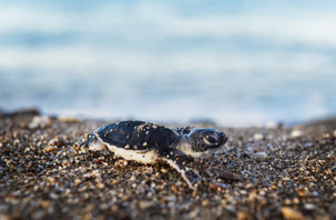 Caretta caretta yavruları denizle buluşuyor