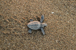 Caretta caretta yavruları denizle buluşmaya devam ediyor