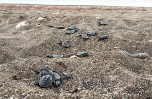 Antalya’da 200 bin caretta caretta yavrusu denize ulaştı